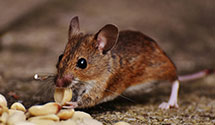 24 Hour & Emergency Exterminators in Coosaw, SC